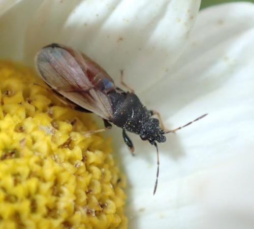 Réf. 197 124 : Metopoplax ditomoides